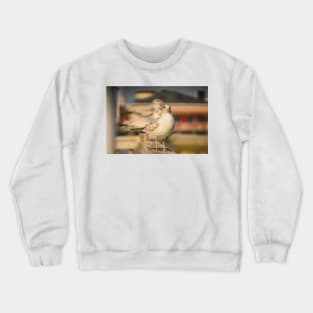 Portrait of medium-sized gull Crewneck Sweatshirt